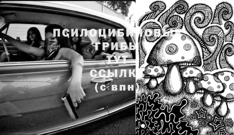 Псилоцибиновые грибы Cubensis  Навашино 